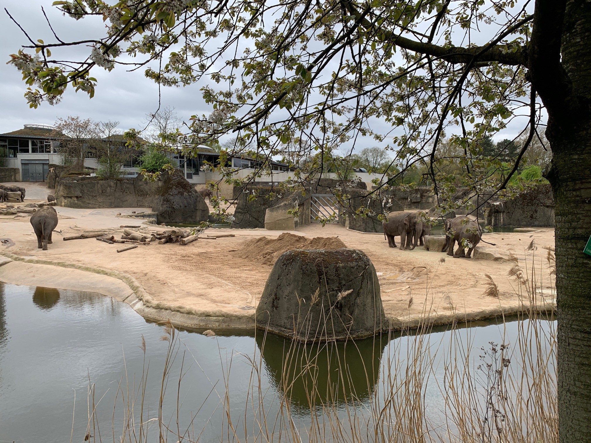 Zoo Köln Elefantengehege