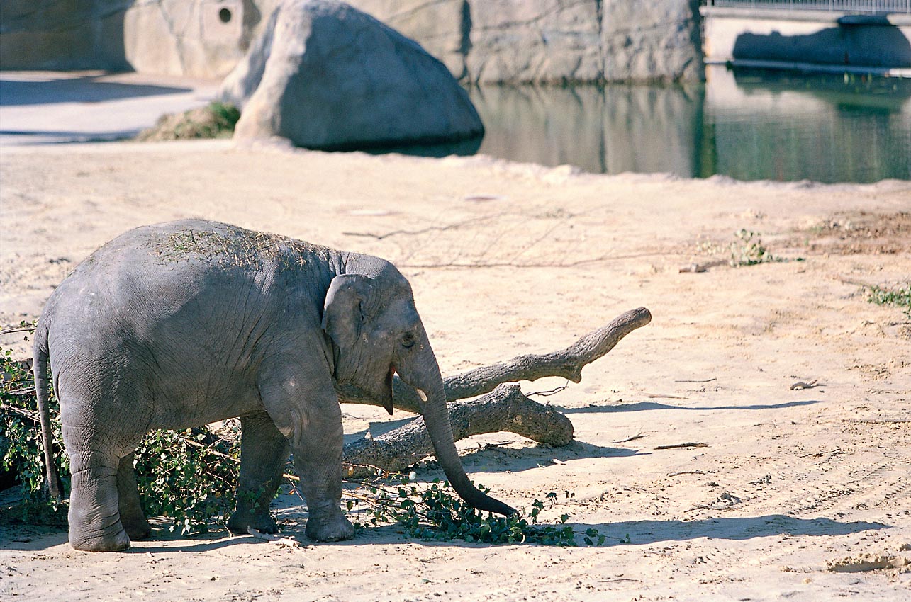 Elefantenhaus im Kölner Zoo, Stadt- und Dachbegrünung