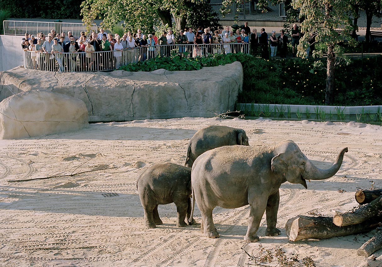 Elefantenhaus Zoo Köln
