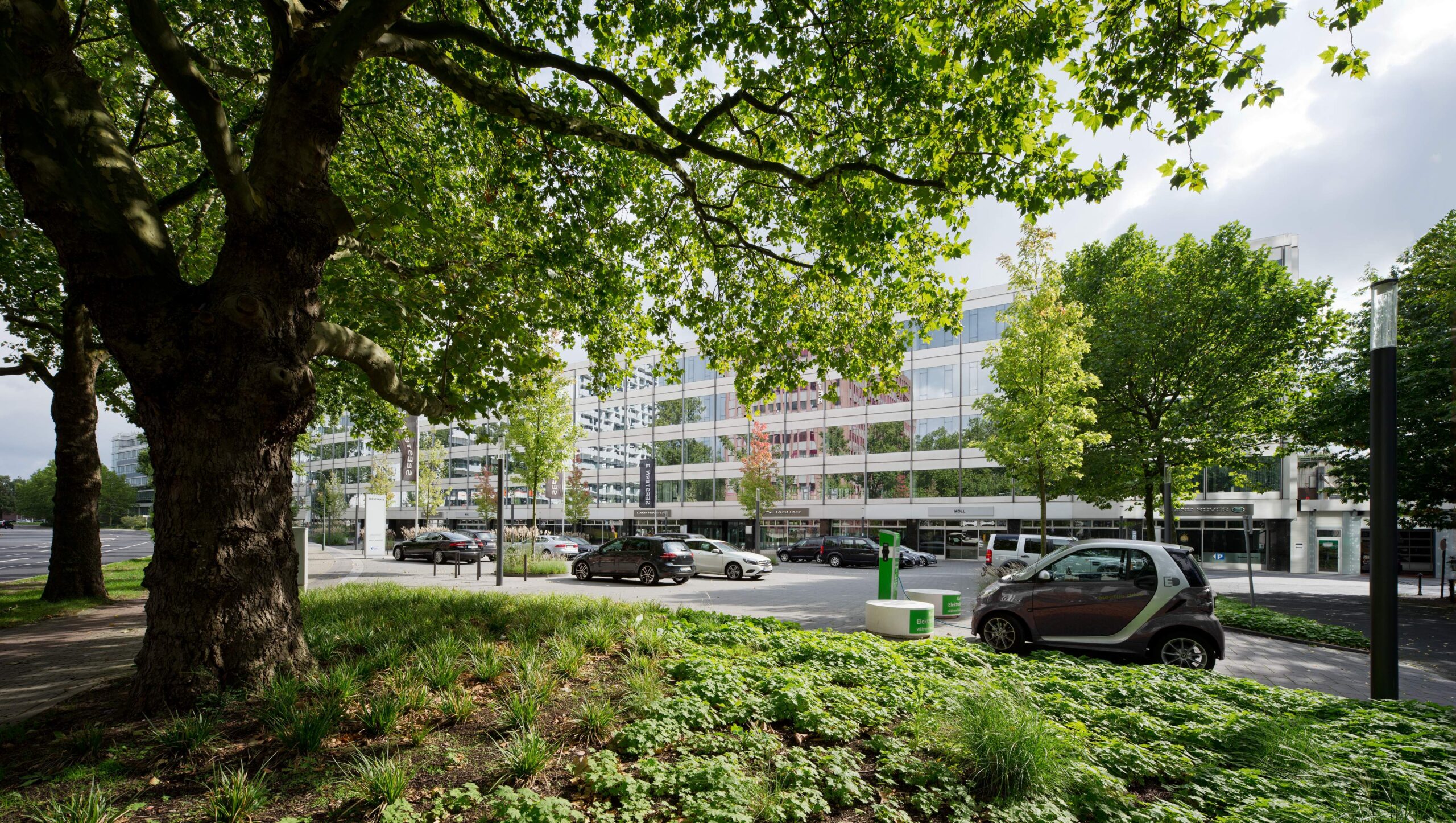 Seestern Düsseldorf