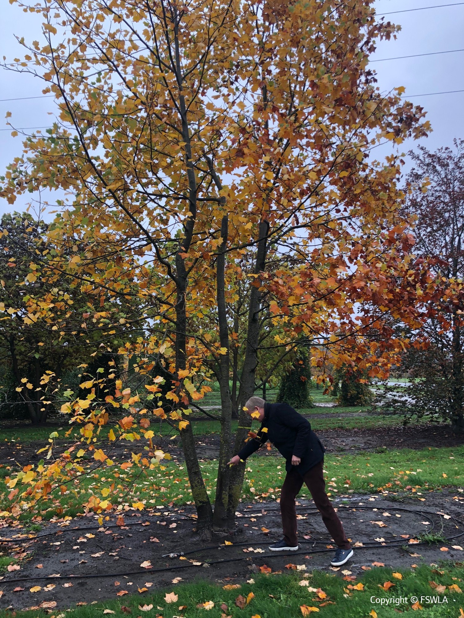 Baumauswahl_Gustaf-Gründgens-Platz