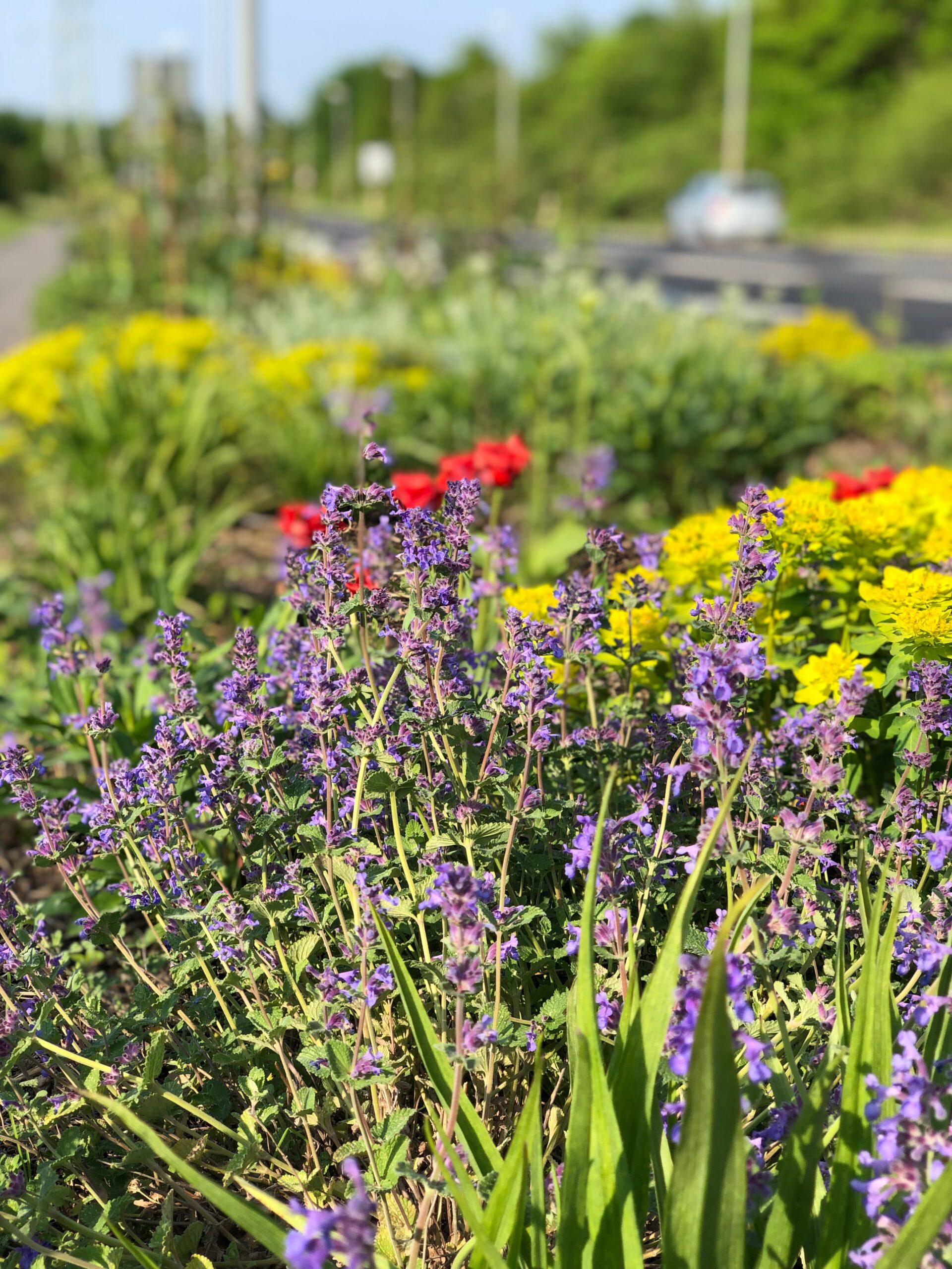Bepflanzungskonzept Mönchengladbach
