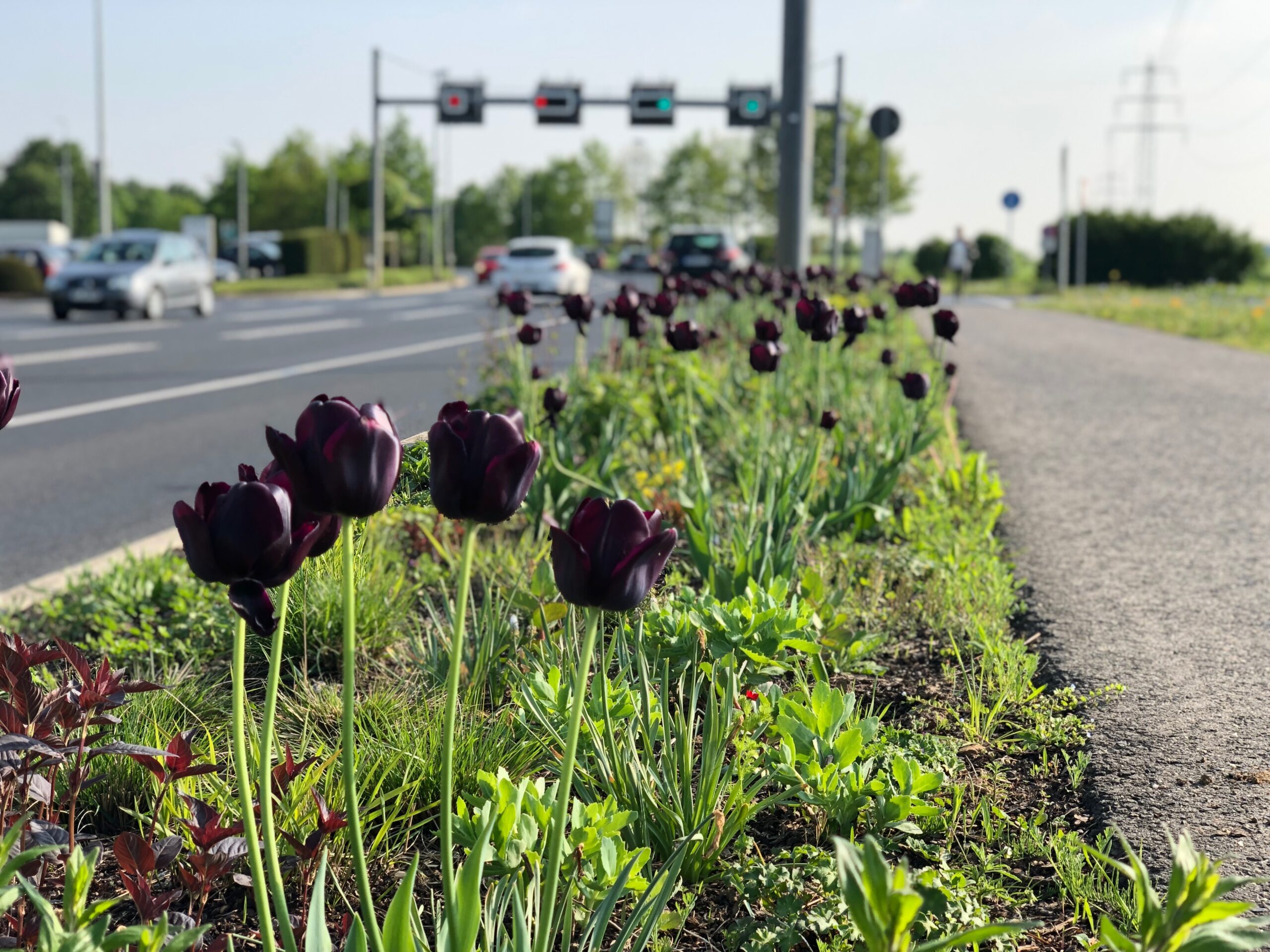 Bepflanzungskonzept Mönchengladbach