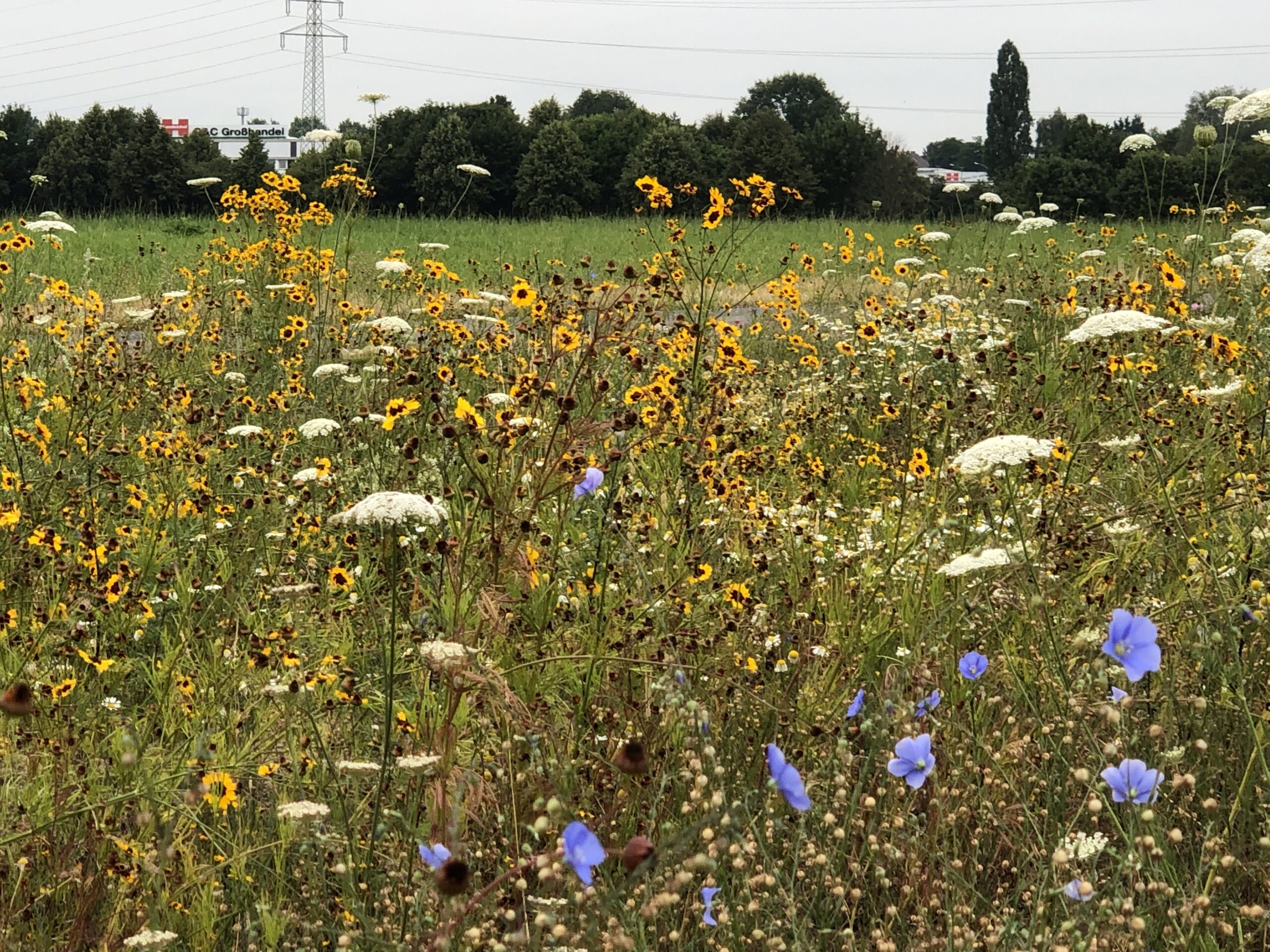 Bepflanzungskonzept Mönchengladbach