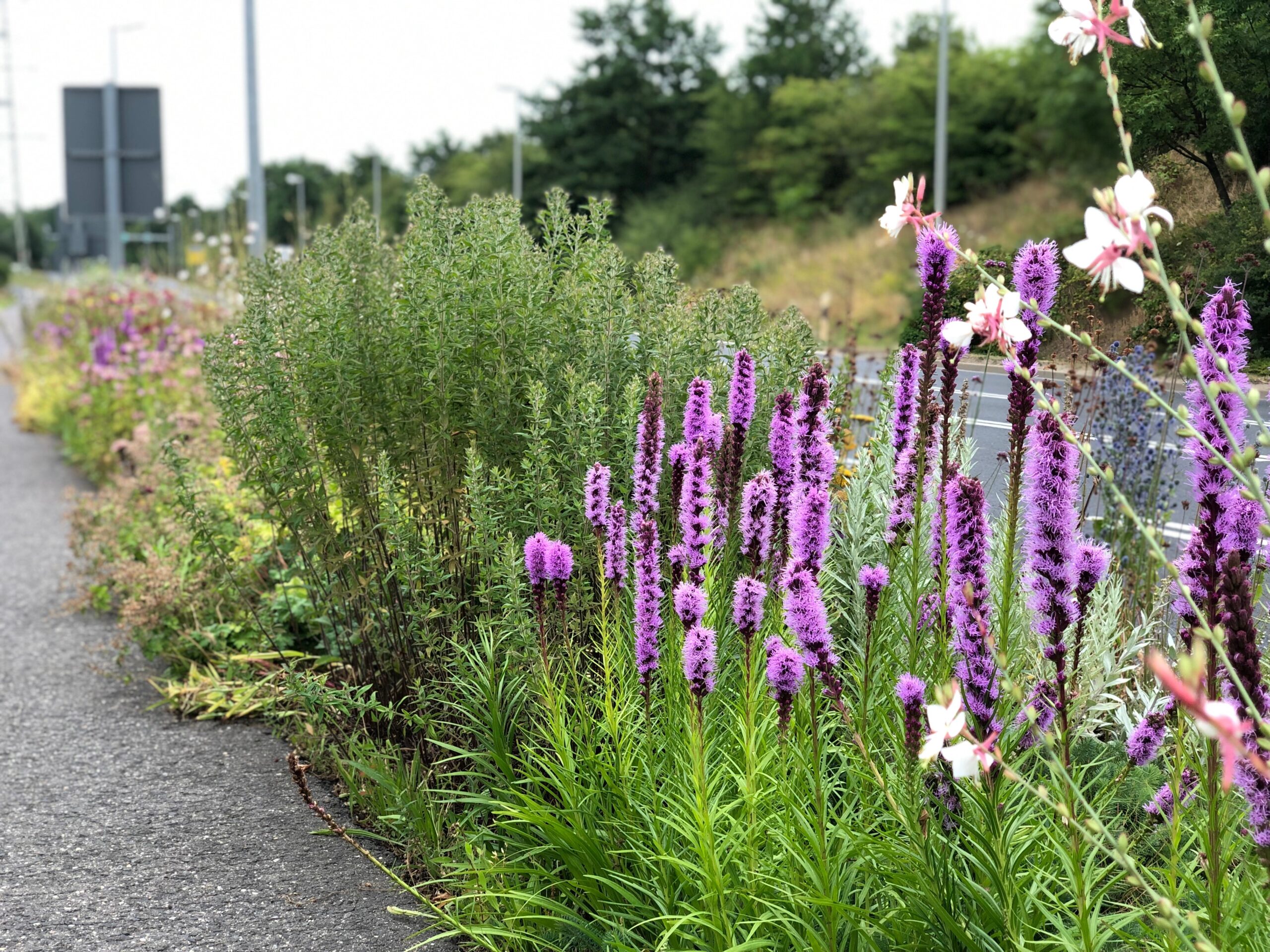 Staudenmischplanzung Mönchengladbach
