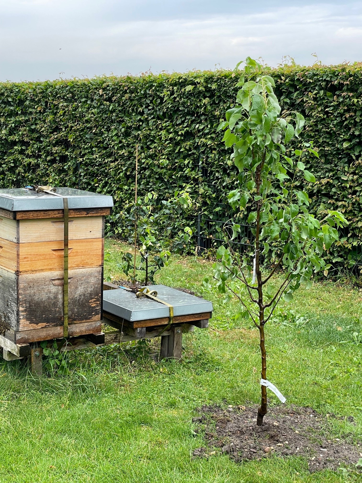 Obstbäume sgg